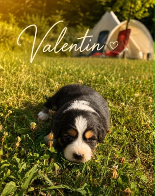 VALENTIN