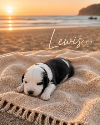 LEWIS