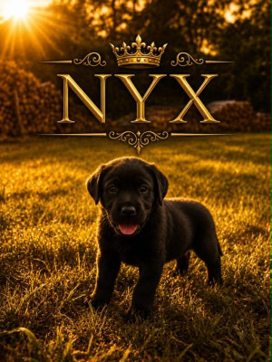 NYX