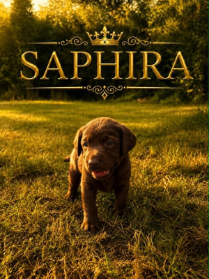 SAPHIRA