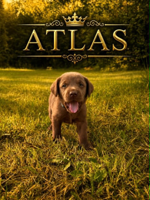 ATLAS collier bleu