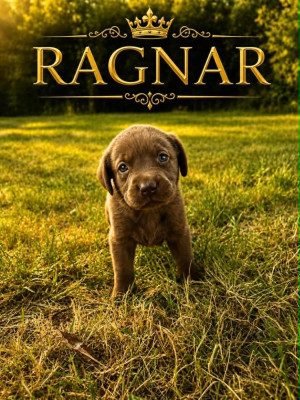 RAGNAR dit BAKO