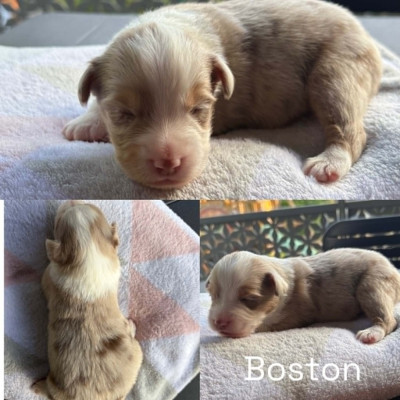 BOSTON