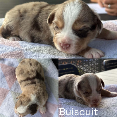 BUISCUIT
