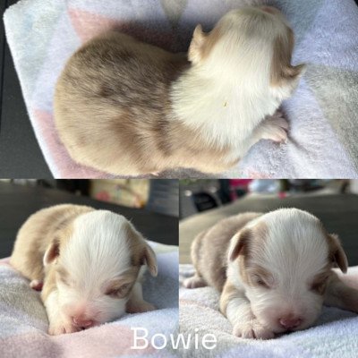 BOWIE