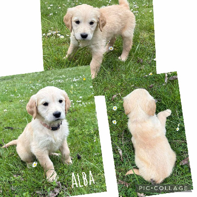 ALBA
