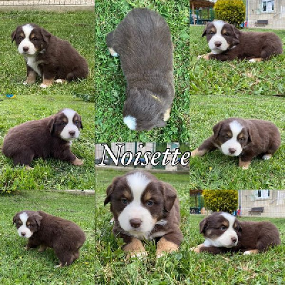 " Noisette "
