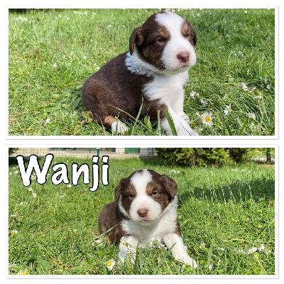 " Wanji "