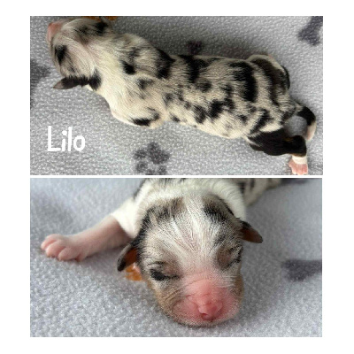 LILO