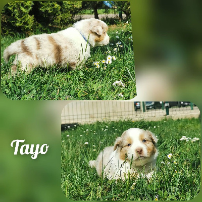 Tayo dit Yota
