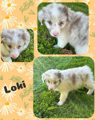 Loki