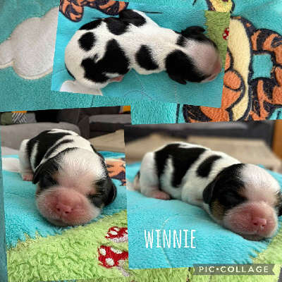 WINNIE