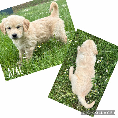 Azaé