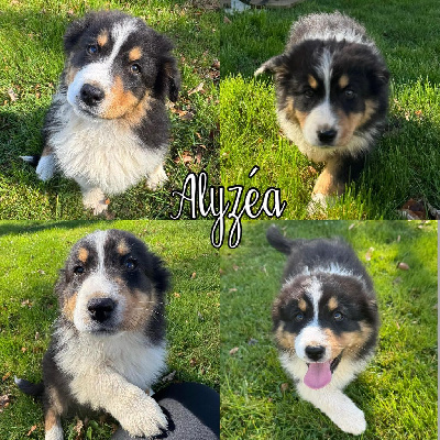 Alyzea