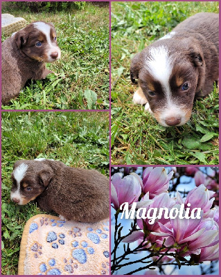 " Magnolia "
