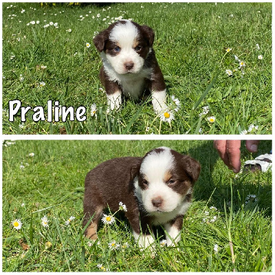 " Praline " 