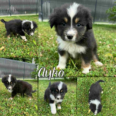 AYKO