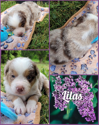 " Lilas "