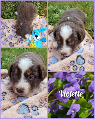 " Violette "