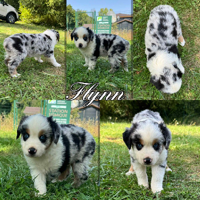 FLYNN dit flynn