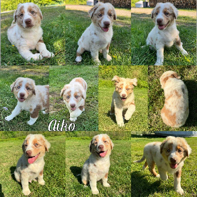 Aiko