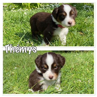 " THEMYS"