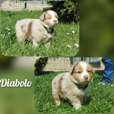 Diabolo