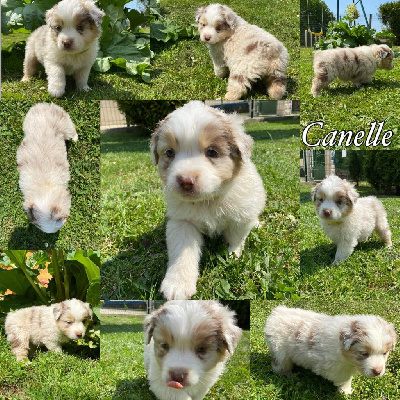 " Canelle "