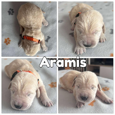 Aramis