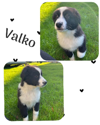Valko