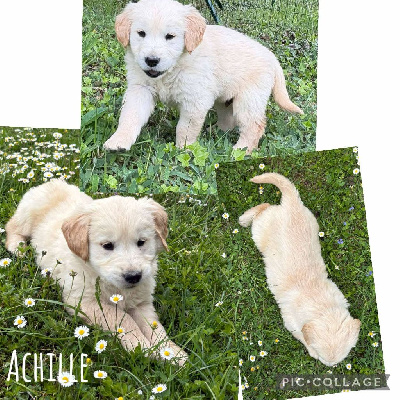 Achille