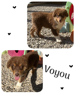 Voyou