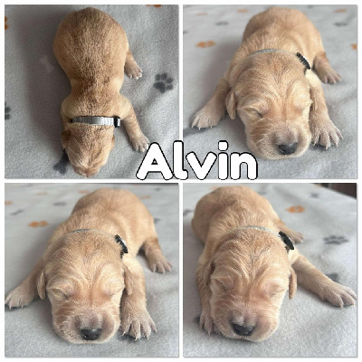 Alvin