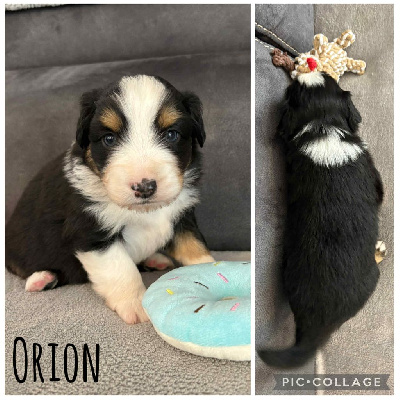 ORION