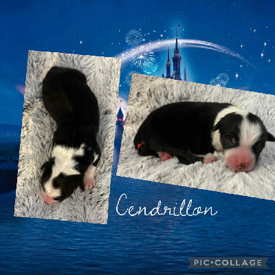 CENDRILLON