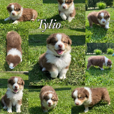 Tylio