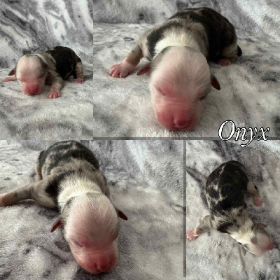 ONYX