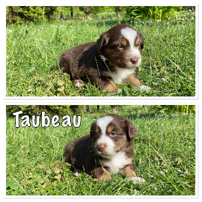 " Taubeau " 