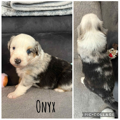 ONYX