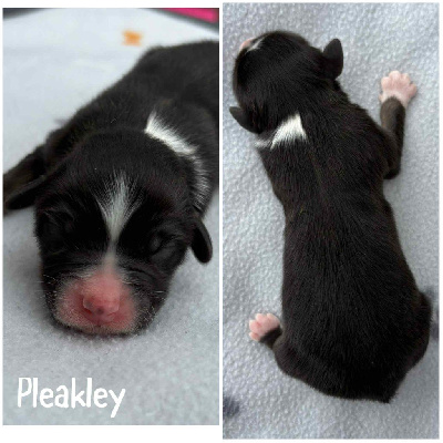 PLEAKLEY