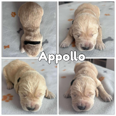 Appollo