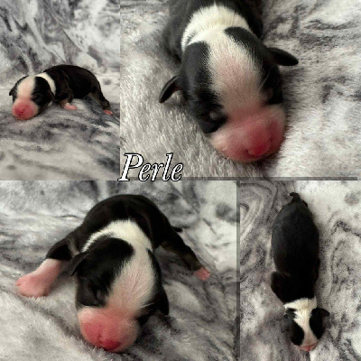 PERLE
