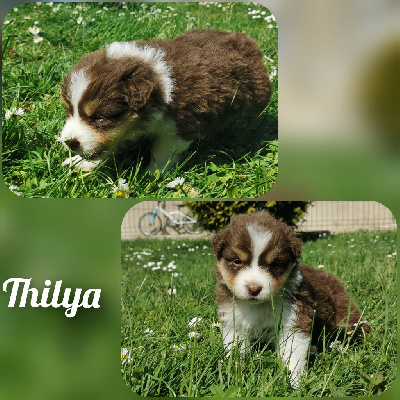 " Thilya "