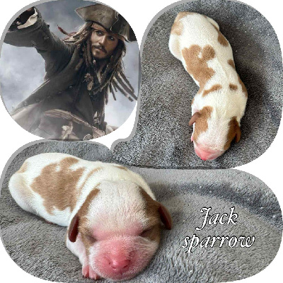 Jack sparrow