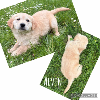 Alvin