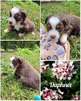 " Daphné "