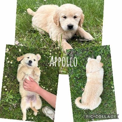 Achille
