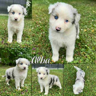 ALBA