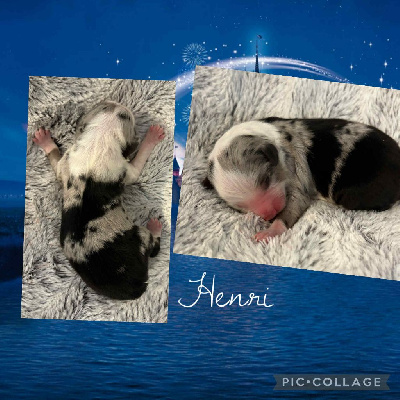 HENRI