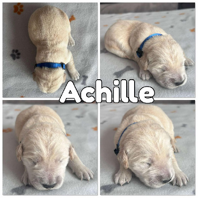 Achille